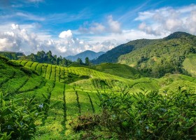 KidsReizen Maleisie-Cameron-Highlands-theeplantages-1 KidsReizen Maleisië - 2 weken vakantiepret 30pluskids