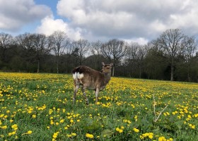 Klein Koestapel in Putten op de Veluwe, Nederland hert Klein Koestapel 30pluskids