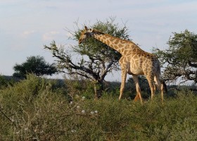 Travelnauts Namibie Kalahari giraf Travelnauts rondreis Namibië 30pluskids