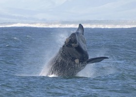 Travelnauts Zuid-Afrika Hermanus walvis Travelnauts rondreis Zuid-Afrika 30pluskids