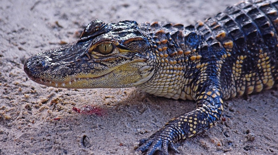 KidsReizen Amerika alligator KidsReizen - Explore Florida 30pluskids image gallery