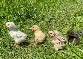 Het gras is groener in Beynat, Frankrijk Kuikentjes Het gras is groener 30pluskids