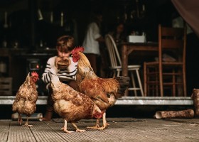 BoerenBed Hoeve De Pippert de Betuwe Nederland kippen BoerenBed Hoeve de Pippert 30pluskids