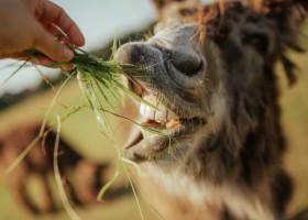 Boerderij De Kleine Wildenberg in Deventer ezel Boerderij De Kleine Wildenberg 30pluskids