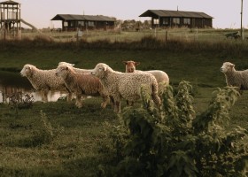 BoerenBed Hoeve ten Overdraght in West-Vlaanderen Belgie tenten en schapen BoerenBed Hoeve ten Overdraght 30pluskids