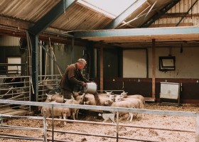 BoerenBed Hoeve Ameland Waddeneilanden Friesland Nederland schapen voederen BoerenBed Boerderij Ameland 30pluskids