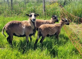 Le Pre d'Olonne in de Vendee Frankrijk de schapen Le Pré d’Olonne 30pluskids