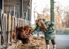 Erfgoed Bossem in Twente, Nederland koeien voeren Erfgoed Bossem 30pluskids