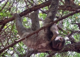 Travelnauts colombia-cartagena-parque-centenario-luiaard-ib Travelnauts rondreis Colombia 30pluskids