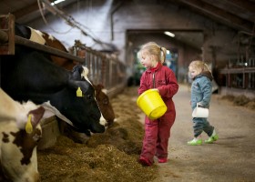 Koe in de Kost in Overijssel, Nederland koeien voeren Koe in de Kost  30pluskids