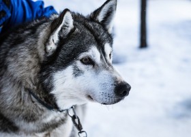 Travelnauts rondreis finland-lapland-sneeuw-husky-winter-hondenslee Familiereis winters Lapland 30pluskids