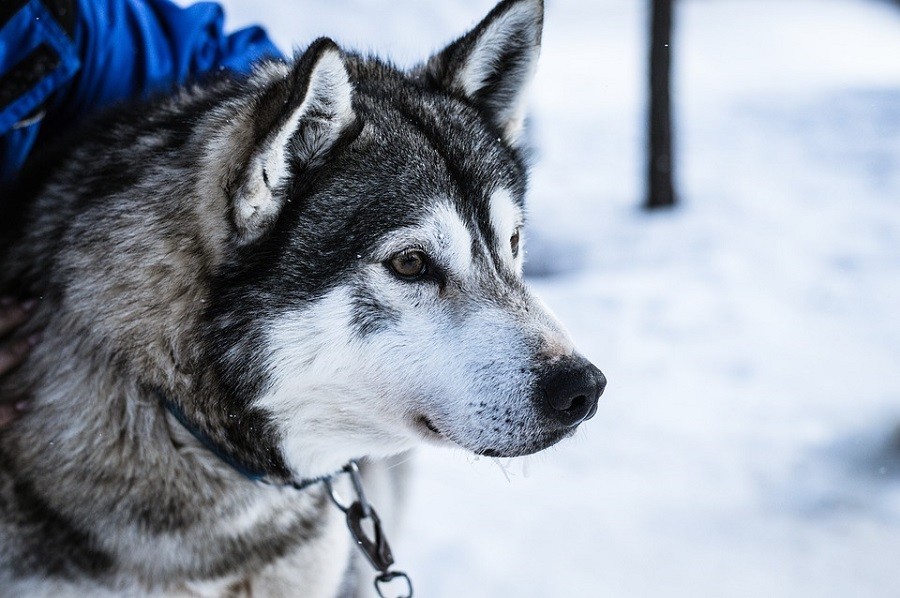 Travelnauts rondreis finland-lapland-sneeuw-husky-winter-hondenslee Familiereis winters Lapland 30pluskids image gallery
