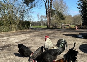 Klein Koestapel in Putten op de Veluwe, Nederland kippen Klein Koestapel 30pluskids