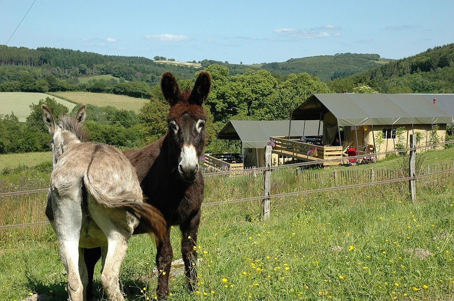 Morvan Rustique in de Bourgogne, Frankrijk ezels en safaritenten Morvan Rustique 30pluskids image gallery