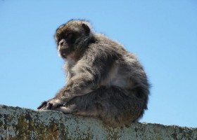 Travelnauts Spanje Andalusie Gibraltar aapje Travelnauts rondreis door Andalusië 30pluskids