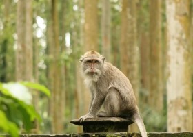 Travelnauts Indonesie Bali Alas Kedaton tempel aapje Travelnauts rondreis Bali 30pluskids