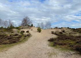 Boslodge Grasmus in Nunspeet op de Veluwe Gelderland stuifduin Boslodge Huismus 30pluskids