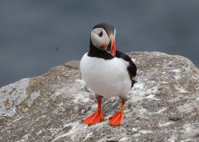 Senja Reizen rondreis IJsland met kinderen papegaaiduiker-ijsland Rondreis IJsland met kinderen  30pluskids