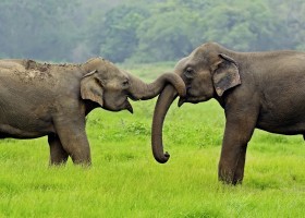 KidsReizen Yala_National_Park_Sri_Lanka KidsReizen - Ultiem Sri Lanka 30pluskids