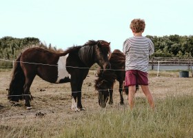 BoerenBed Hoeve Ameland Waddeneilanden Friesland Nederland jongen met pony's BoerenBed Boerderij Ameland 30pluskids