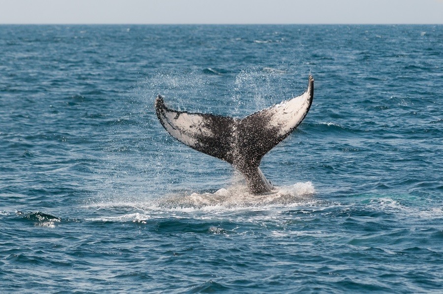 Travelnauts rondreis noorwegen-gezinsreis-activiteit-walvis-spotten Rondreis Noorwegen 30pluskids image gallery