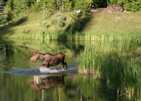 Travelnauts canada-british-columbia-eland Travelnauts rondreis Canada 30pluskids