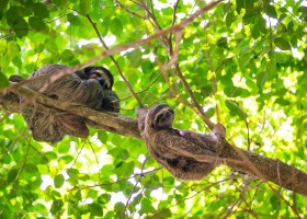 Travelnauts Panama Bocas del Toro luiaards Travelnauts Rondreis Panama 30pluskids