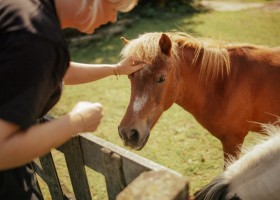 Boerderij De Kleine Wildenberg in Deventer veulen Boerderij De Kleine Wildenberg 30pluskids