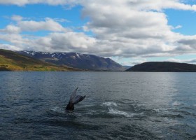 Senja Reizen rondreis IJsland met kinderen hauganes-walvisexcursie-ijsland-bultrug-staartvin Rondreis IJsland met kinderen  30pluskids