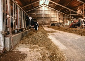 BoerenBed De Kalverweide in Kallenkote, Nederland koeienstal BoerenBed De Kalverweide 30pluskids