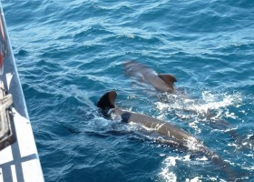 Travelnauts Spanje Tarifa dolfijnen Travelnauts rondreis door Andalusië 30pluskids