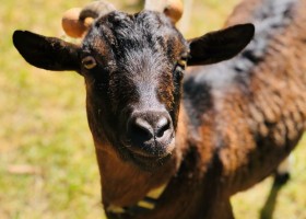 Le Cheval Rouge Bretagne Frankrijk geit Le Cheval Rouge Vacances 30pluskids
