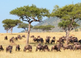 Zuid-Afrika rondreis wildlife - Zuid-Afrika met kinderen (1) Local Hero Travel Local Hero Travel Family in Zuid-Afrika 30pluskids