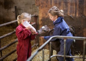 Koe in de Kost in Overijssel, Nederland kalfje melk geven Koe in de Kost  30pluskids