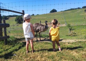 Domaine du Cammazet in Lapenne, Frankrijk struisvogels bij de bizons Domaine du Cammazet 30pluskids