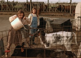 BoerenBed Hoeve ten Overdraght in West-Vlaanderen Belgie kalfjes voeren BoerenBed Hoeve ten Overdraght 30pluskids