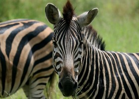 Zuid-Afrika rondreis zebra's - Zuid-Afrika met kinderen (3) Local Hero Travel Local Hero Travel Family in Zuid-Afrika 30pluskids