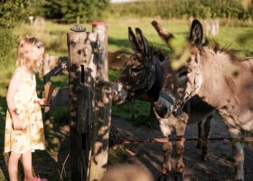 Glamping De Bosweide in Alphen, Noord-Brabant, Nederland ezels Glamping de Bosweide 30pluskids