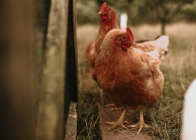 Boerenbed Landgoed ter Wijnedale in Torhout, Belgie kippen BoerenBed Landgoed ter Wijnendale 30pluskids