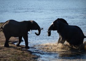 Homes of Africa in Zuid-Afrika olifanten Homes of Africa vakantiehuizen 30pluskids