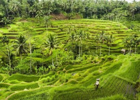 Travelnauts Indonesie rijstterrassen Travelnauts rondreis Bali 30pluskids