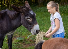 Morvan Rustique in Saint Prix en Morvan, Frankrijk ezel voeren Morvan Rustique 30pluskids