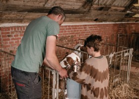 Hoeve Botterheerd in Oostwold Groningen kalfjes voeren BoerenBed Botterheerd 30pluskids