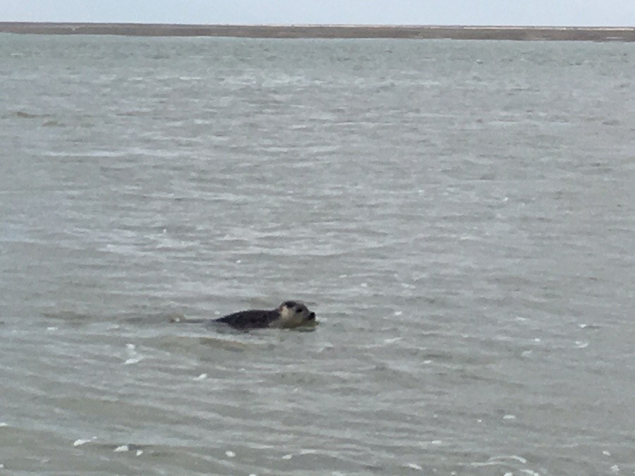 BLOG Chateau des Lys in de baai van de Somme zeehond bij Le Hourdel