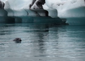 Senja Reizen rondreis IJsland met kinderen jokulsarlon-ijsbergenmeer-ijsland-ijsbergen-zeehond-2 Rondreis IJsland met kinderen  30pluskids