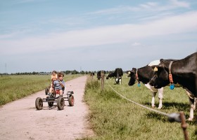 Hoeve Botterheerd in Oostwold Groningen skelteren langs de koeien BoerenBed Botterheerd 30pluskids
