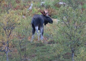 Senja Reizen Noorwegen met kinderen eland-in-bosjes-noorwegen-lofoten Noorwegen met kinderen 30pluskids