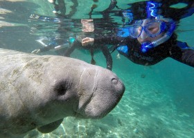 KidsReizen Amerika Snorkelen zeeolifant Crystal River Florida KidsReizen - Explore Florida 30pluskids