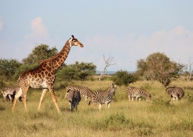Homes of Africa in Zuid-Afrika giraf en zebra's Homes of Africa vakantiehuizen 30pluskids