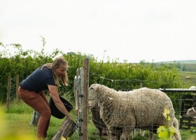 Domaine Lachat in de Rhone-Alpes, Frankrijk schapen Domaine Lachat 30pluskids